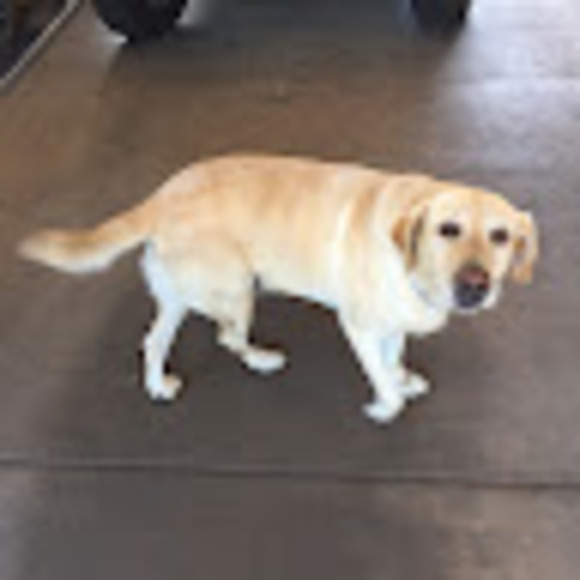 Meet your Posher, Rina - Picture 1 of 1